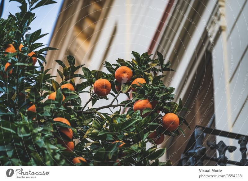 Bitter oranges growing on a branches of a Citrus aurantium tree near an old house at the afternoon citrus bitter green flora architecture plant building