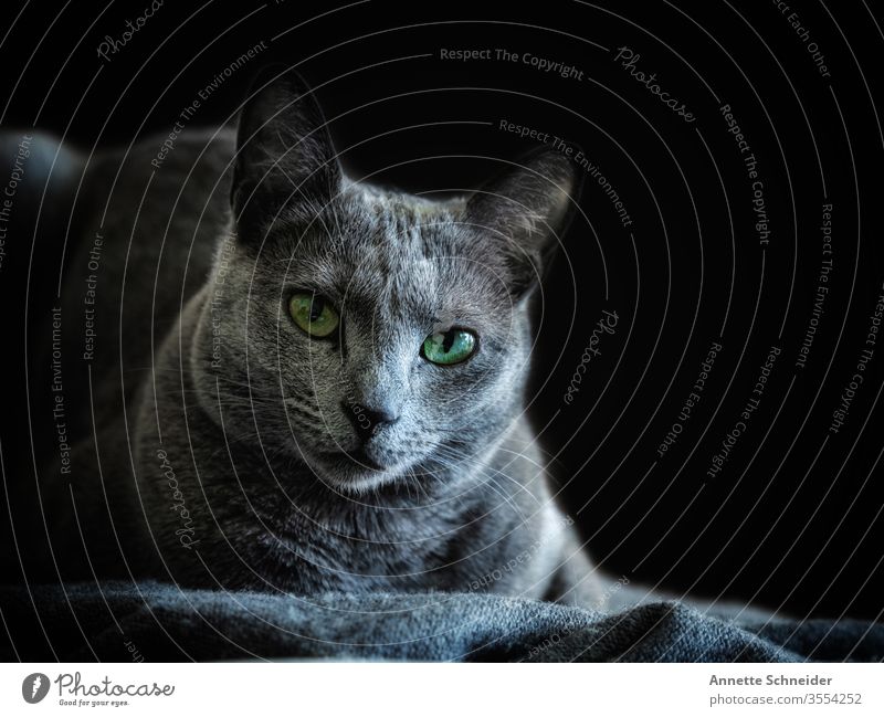 Cat Russian Blue Looking into the camera Animal portrait Neutral Background Studio shot Colour photo Gray Smart Pet 1