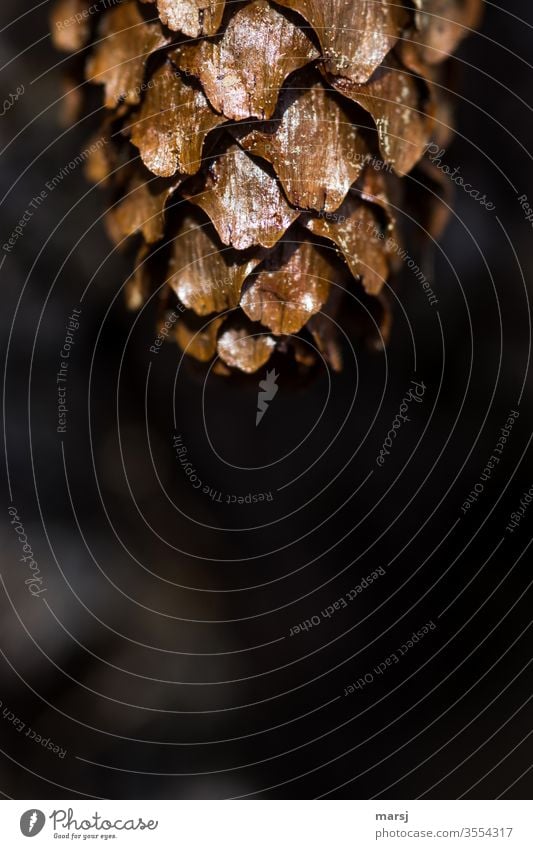 Brown cone hanging down Spruce cone Cone Flake Strange Shaft of light Nature Pattern Abstract Contrast Morning Natural color Structures and shapes Detail