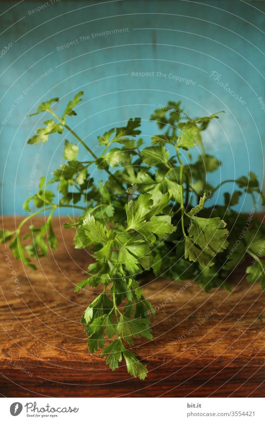 Fresh, healthy, green stems of parsley lie ready to be cut, chopped on a brown wooden board, against a blue background. Organic, healthy, spicy, unsprayed parsley from our own cultivation, on an old, rustic style chopping board.