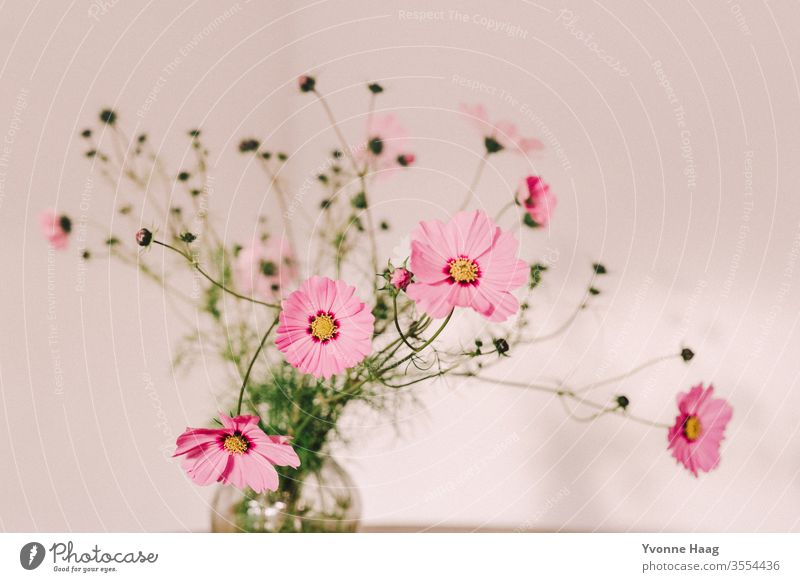 Bouquet with open flowers Flower field Flower meadow Meadow pink Sunset Summer Autumn Autumnal Summery summer light Blossom leave Bud flower bud Flowering plant