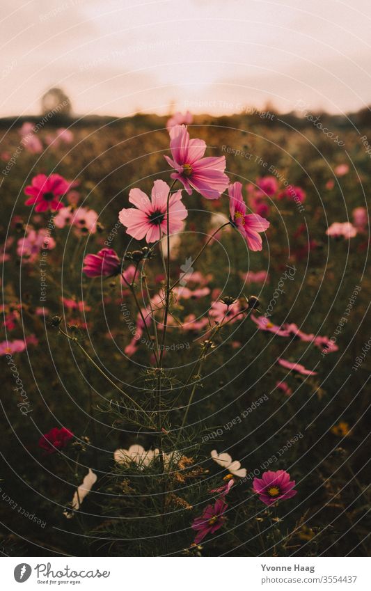 Flower meadow with pink flowers at sunset Flower field Meadow Sunset Summer Autumn Autumnal Summery summer light Blossom leave Bud flower bud Sunset sky