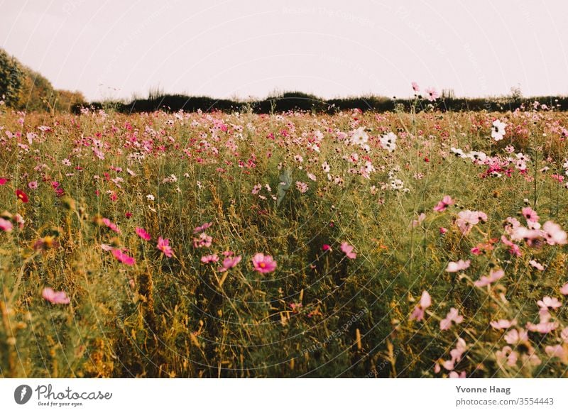 Flower meadow with pink flowers and buds Flower field Meadow Sunset Summer Autumn Autumnal Summery summer light Sunlight Sunrise Sunset sky