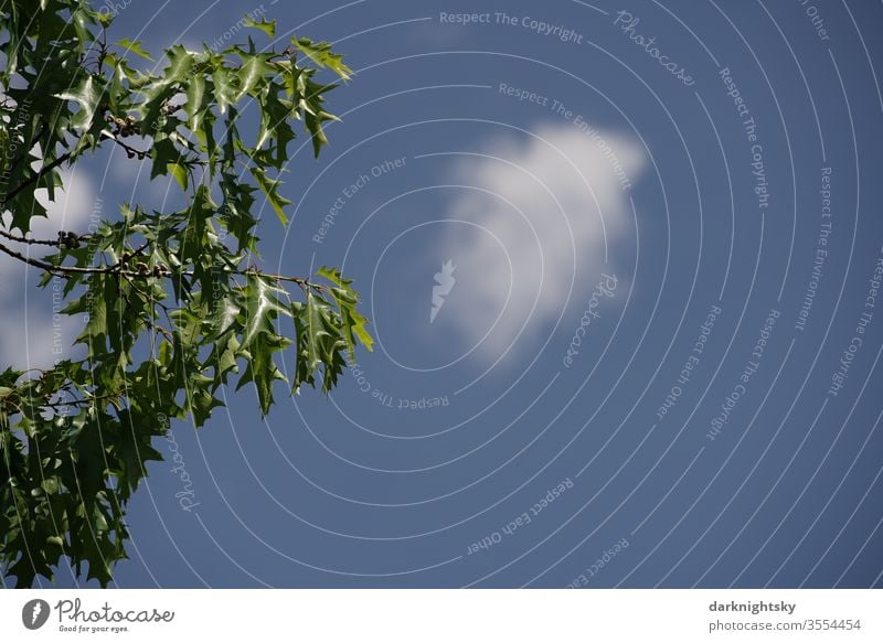 Quercus rubra with a bright blue sky Tree tops tree detail Oak tree red oak cloud Branch leaves Climate change Nature Plant flaked Exterior shot Twig Oak leaf