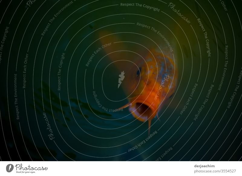 A red fish with its mouth open in dark water Fish Water Dive Animal Nature Wild animal Colour photo Multicoloured Animal portrait Environment Day Exterior shot