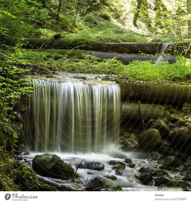 A small waterfall in a forest Nature Plant Animal Forest Brook Source Water Pure Quality Environment Clean Drinking water Elements Stone Waterfall Sunlight