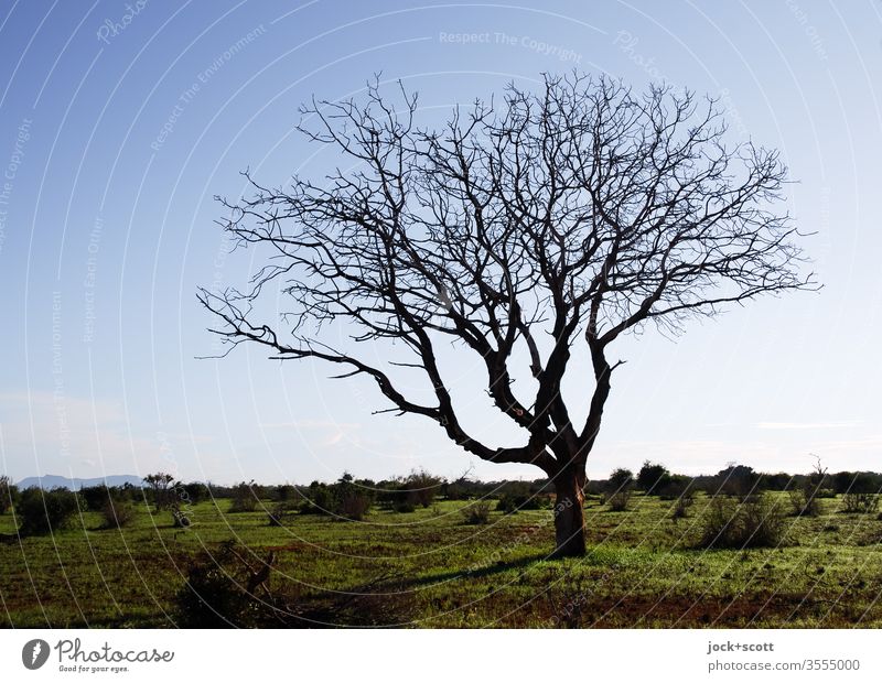 naked tree stands around in the savannah Tsavo National Park Kenya Africa Nature Landscape Savannah Authentic Silhouette Inspiration Grass Cloudless sky