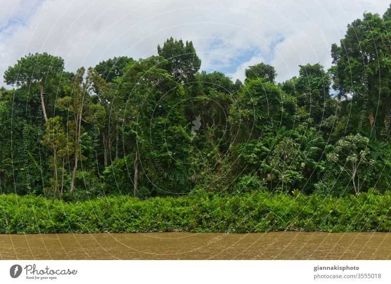 View from a riverboat, Amazon Basin, Brazil Adventure Beautiful Beauty Of Nature Color Colorful Extreme Jungle Landmark Landmark Scenery Landscape Latin Magic