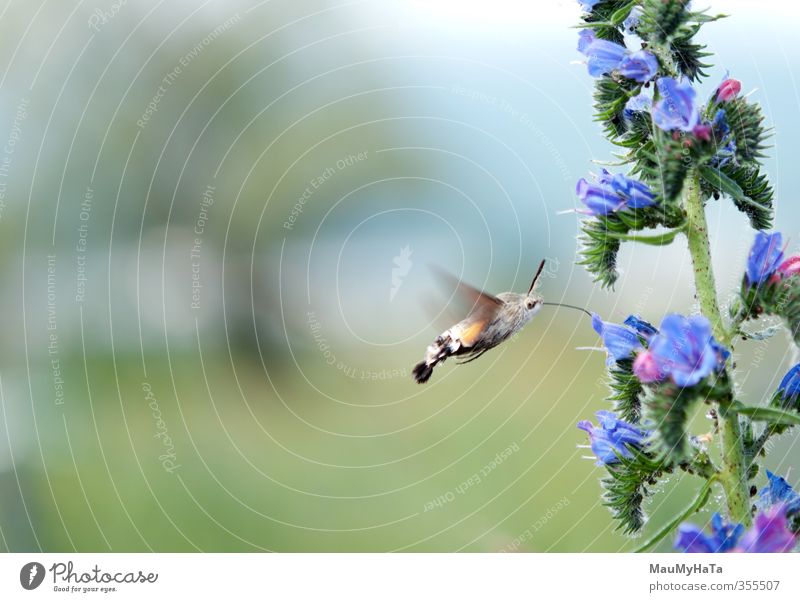 dove tail Nature Plant Animal Sky Sun Sunrise Sunset Sunlight Spring Summer Flower Grass Leaf Blossom Garden Park Field Forest Wild animal Butterfly 1 Flying