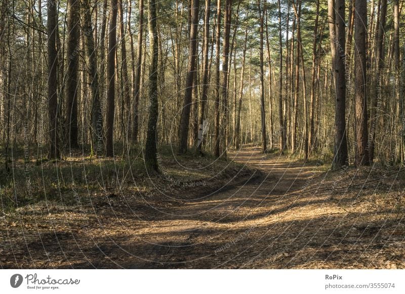 Morning walk in the forest. hiking trail forest path Bicycle bike Dog tree Moss Heathland Landscape Luneburg off Sports Nature reserve Autumn Winter Season