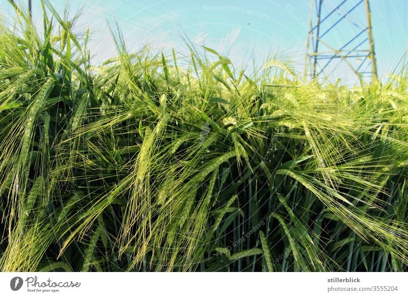 Barley field in May, power pole in the background Barleyfield Field Grain Agriculture green Nature Ear of corn Growth Agricultural crop Cornfield