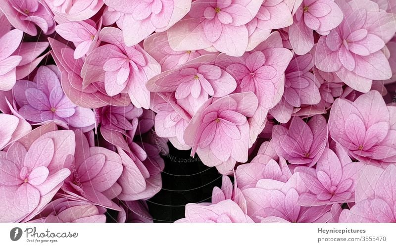 Pink hydrangea flower floral background pink background pink flowers flower background blooming background rose macro flowers lilac petal pink hydrangeas