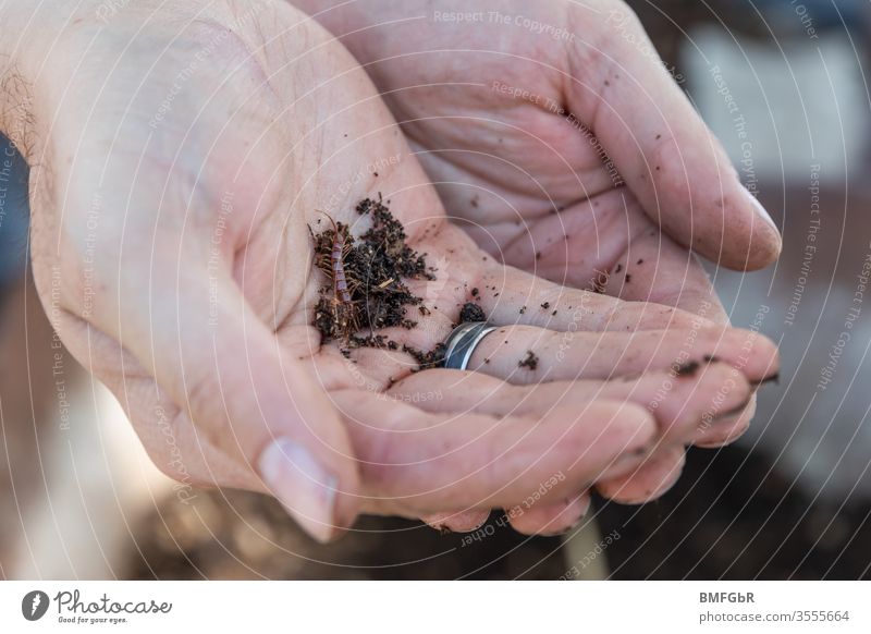 Scolopender with earth in female hand invertebrate animal Centipedes Chilopoda Articulate animals Animal Garden Earth Nature salubriously natural Habitat