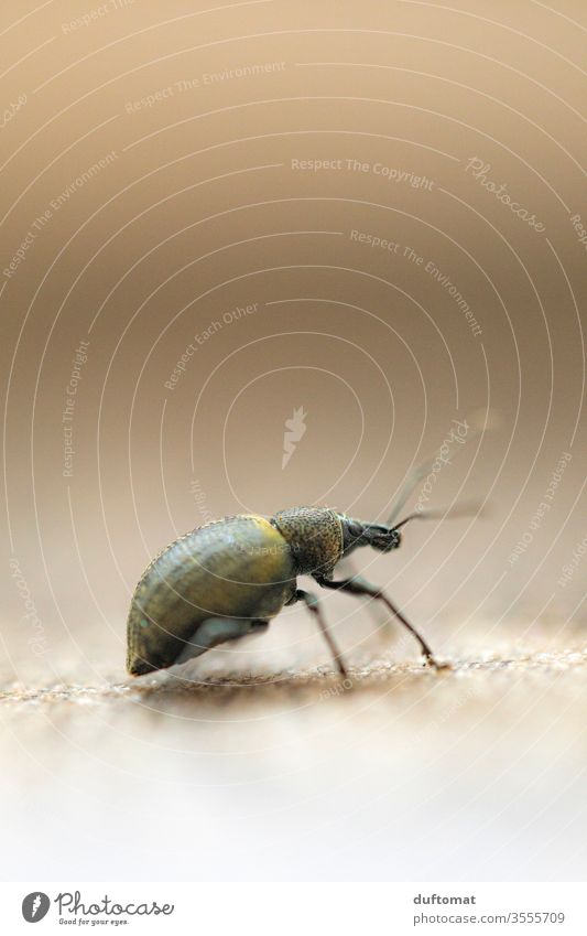 Macro shot of a beetle Insect Beetle Bigmouth weevil Macro (Extreme close-up) macro Animal macro photo Crawler creep Small mini Diminutive Nature pest