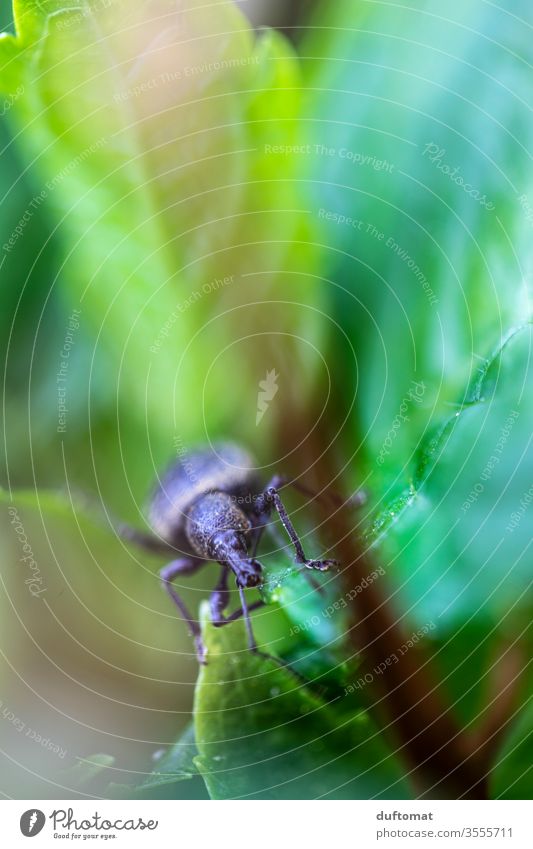 Macro shot of a beetle between leaves Insect Beetle Bigmouth weevil Macro (Extreme close-up) macro Animal macro photo Crawler creep Small mini Diminutive Nature