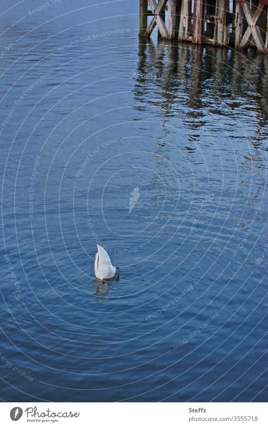 A swan stretches its backside upwards while diving Swan waterfowl Wild bird Bird immerse Dive upside down Hind quarters behind Watercolor differently blue paint