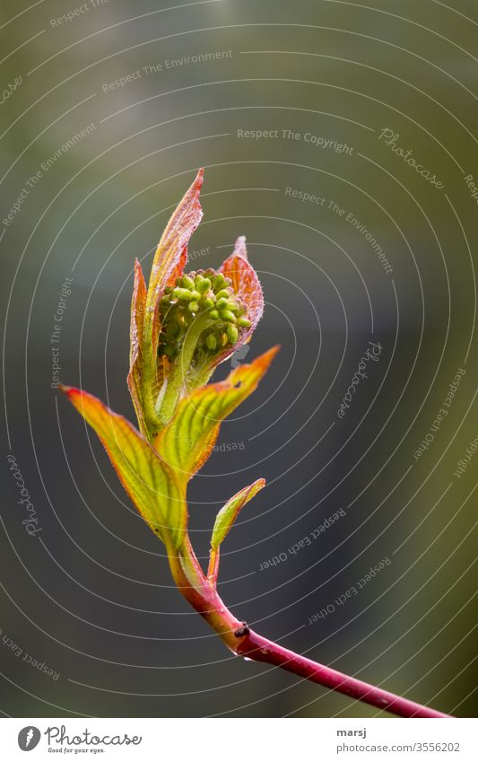 Leaves and flower buds of dogwood Dogwood Bud bursting with plump abundance Attachment Pure Bursting Complex Freedom Expectation Hope Determination Brave Force