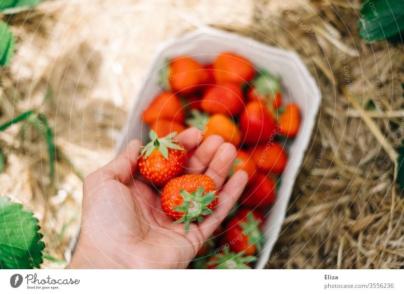 One hand holds fresh strawberries while picking them on the strawberry field Strawberry Mature Pick yourself amass Red Delicious Field salubriously Fresh