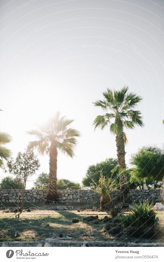 Palm trees against the light Flower field Flower meadow Meadow flowers pink Sunset Summer Autumn Autumnal Summery summer light Blossom leave Bud flower bud