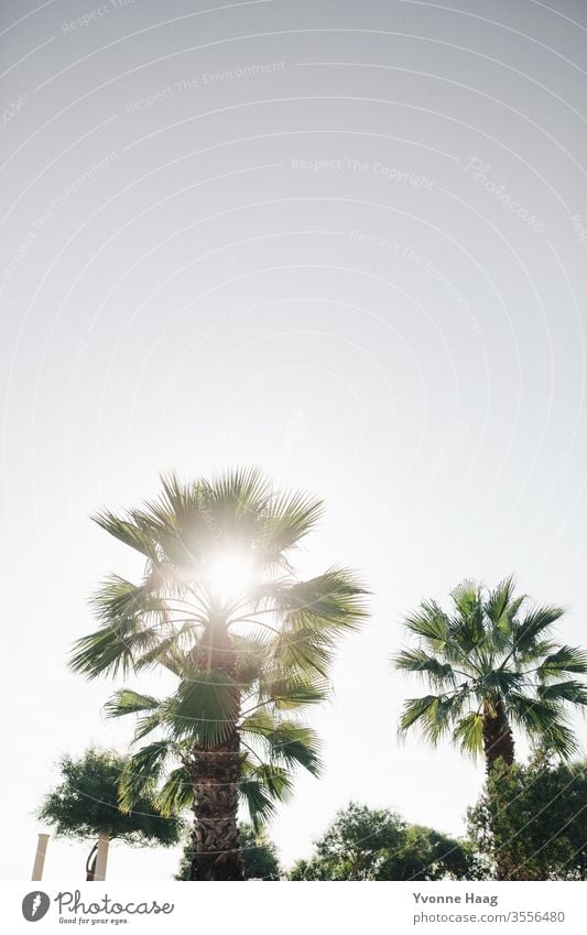 Palm tree in sunlight Flower field Flower meadow Meadow flowers pink Sunset Summer Autumn Autumnal Summery summer light Blossom leave Bud flower bud Sunset sky