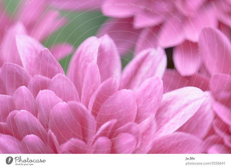 Pink flower pink flowers in the garden in front of pink green background Macro macro bleed Garden Nature flora Gerbera dahlia Primrose Close-up Day spring