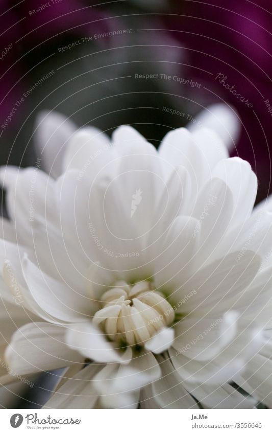 White blossom white flower in front of dark background flowers bleed macro dahlia Gerbera Plant Macro (Extreme close-up) Blossoming Detail Blossom leave Nature