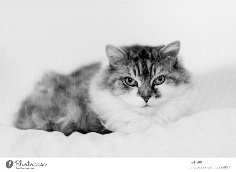 Portrait of a cat Cat Animal portrait Pet Domestic cat Animal face Cat eyes Observe Cat's head Cute Whisker Pelt Looking Looking into the camera 1 Cuddly