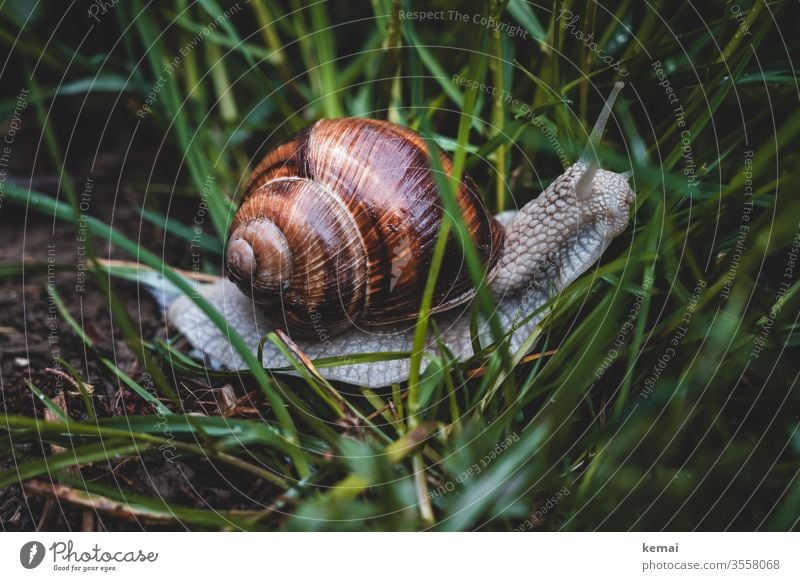 escargot Crumpet fauna Snail shell creep Grass great Wild animal Animal Glittering Brown green Close-up Nature Animal portrait Worm's-eye view Feeler Slimy