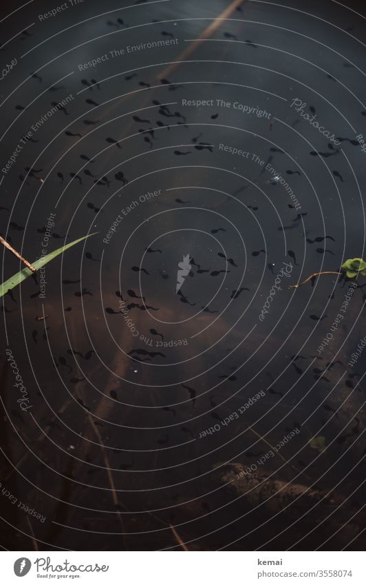 Tadpoles in the lake fauna Animal Flock spring be afloat a lot To swarm Small Nature Life Environment Wild animal Group of animals Water Surface of water