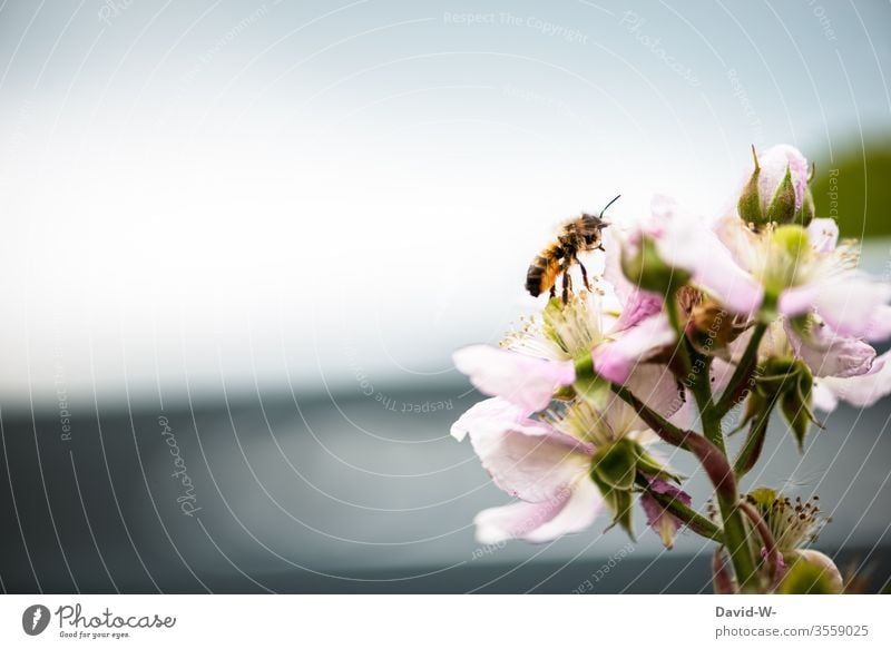 Bee on blackberry blossoms Blackberry bush bleed Bud Blossoming Sprinkle Nature pollinated heyday spring Plant flowers Garden Macro (Extreme close-up) Fragrance