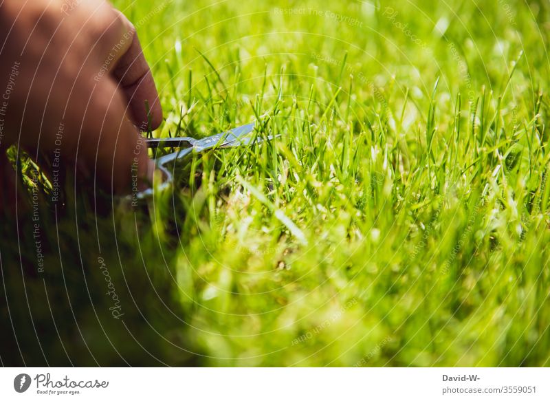 meticulous - man cuts grass with nail scissors Meticulous Lawn Claw Nail scissors neat sensitive Excessive Accuracy Orderliness Arrangement precise Detail green