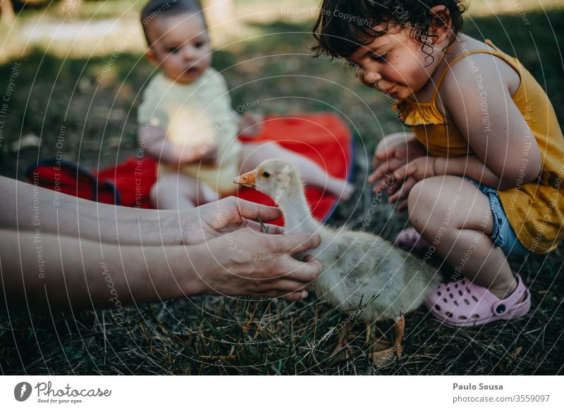 Childs looking little goose childhood Lifestyle Goose Bird Farm Animal Farm animal Colour photo Animal portrait Exterior shot Curiosity Looking Nature