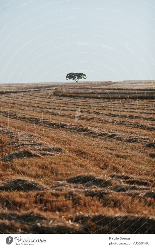 Alentejo field landscape Portugal Oak tree Cork oak Field Summer Travel photography travel Nature Tree Environment Deserted Colour photo Leaf Exterior shot