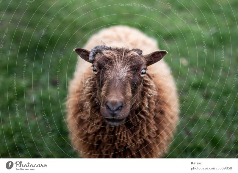 A sheep with brown unshorn fur looks at the camera Sheep Moorland sheep Farm Frontal Looking into the camera breeding Wool white horned heidschnucke Lamb