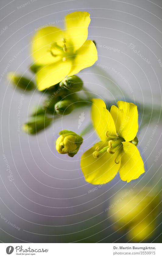 Field mustard, Sinapis arvensis, Brassicaceae Yellow wild mustard closeup flowers Weed Blur yearlong bogus hedgehog bleed Plant Crucifer