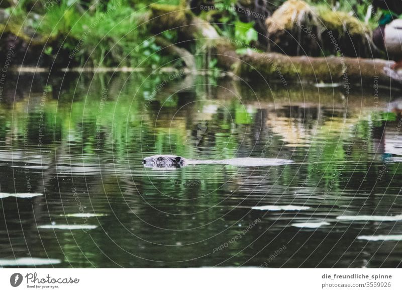 The Beaver rodent Wild animal Exterior shot Colour photo Nature Water wood Gnaw Environment Animal portrait Rodent Pelt be afloat nature conservation