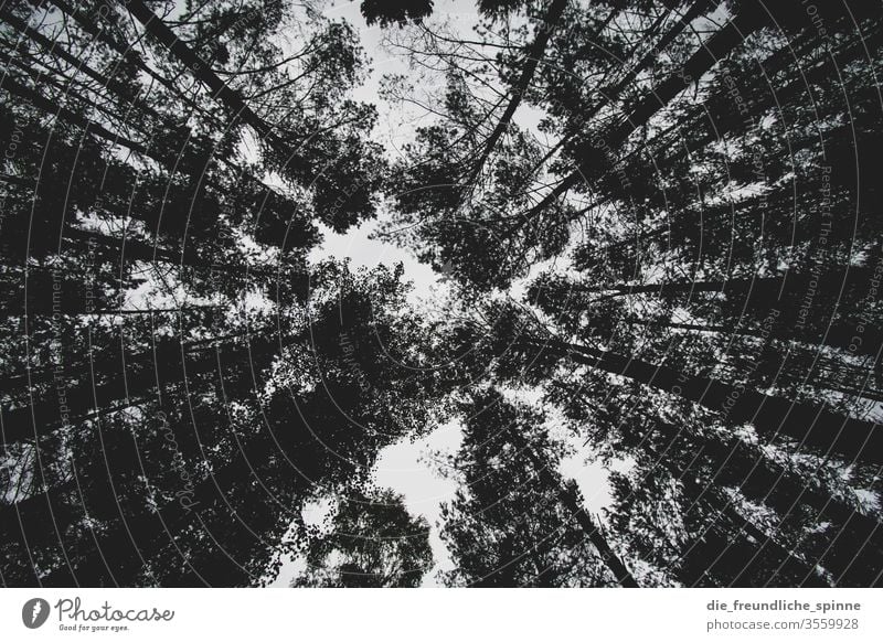 View into the forest IV trunk Tree trunk Coniferous trees Deciduous tree Drought Mystic magical Gothic style Dry Branch green Forest Plant Deserted Environment