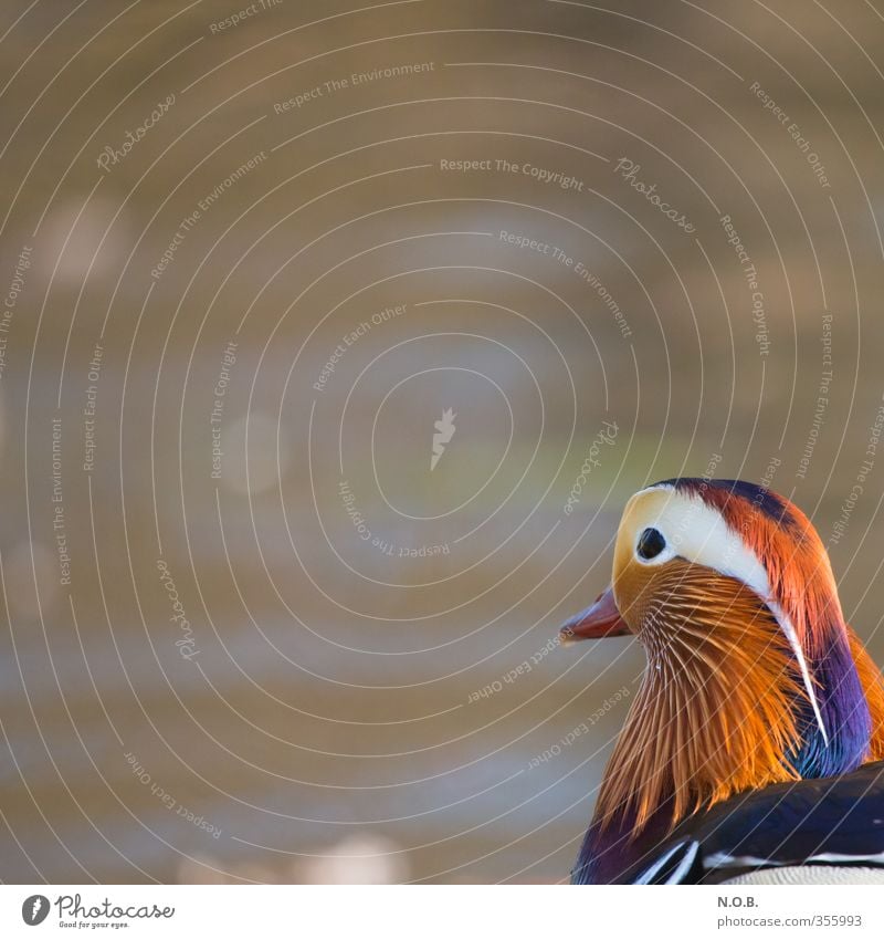 mandarin corner Spring Animal Wild animal Mandarin duck Duck 1 Looking Serene Colour photo Exterior shot Deserted Copy Space left Copy Space top