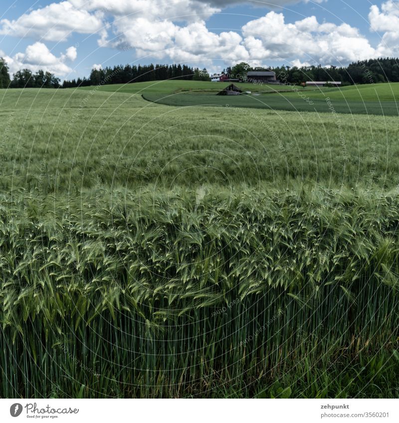 A green field of barley, in the foreground the styles and the ears of corn can be seen as structures, the field extends into the depth of the picture space, other fields follow at the right back. Forest on the horizon line just below the edge of the picture, clouds