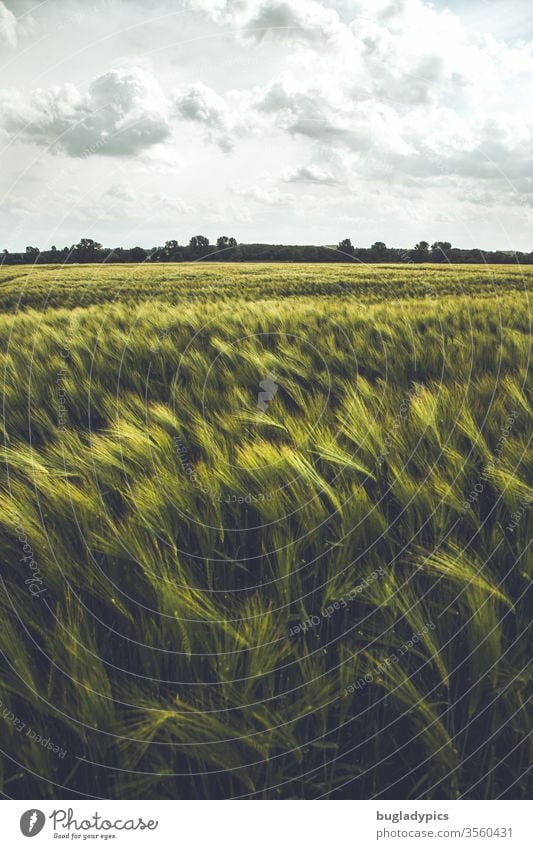 In the foreground there is a barley field with beautiful long awns. In the upper third you can see a cloudy sky and some trees in the background. The light creates a special atmosphere. The wind moves the ears of corn in waves.