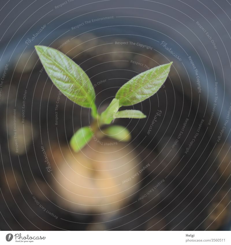 Close-up of leaves of a young avocado plant from a bird's eye view Avocado Avocado plant flaked Core Small youthful cultivation Avocado cultivation Plantlet