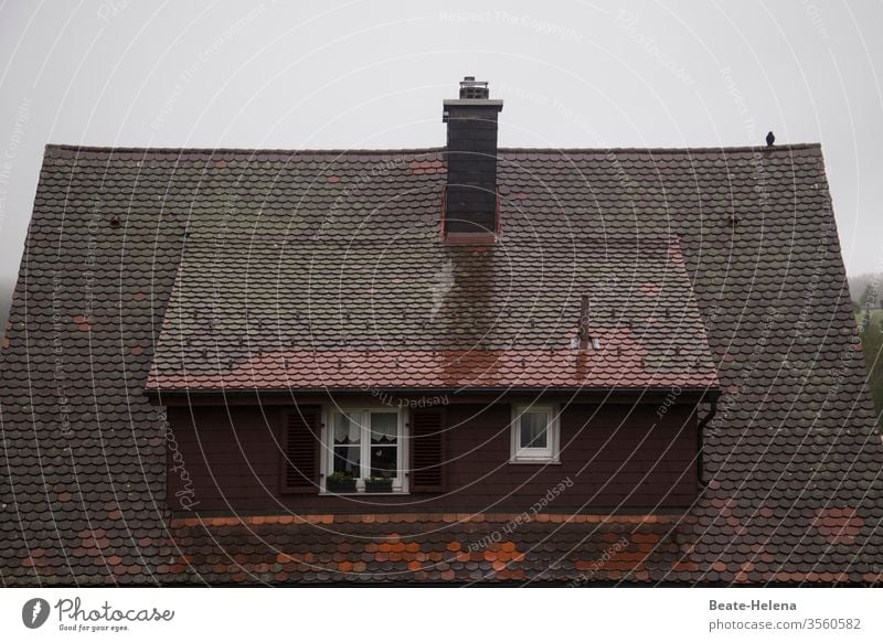 It's a rainy day - little bird sits on a rain-soaked roof Rain Wet Roof Weather Dreary Bad weather Exterior shot Gray Water Deserted birds Wait Drops of water