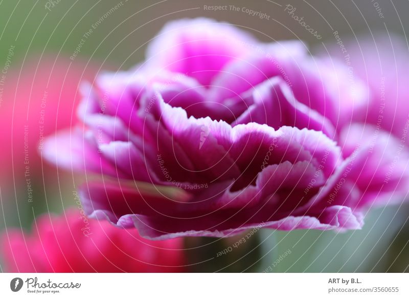 delicate carnation macro Close-up Delicate purple pink flowers Flowering plant Dianthus caryophyllus White noble.unicum Undulating flowery