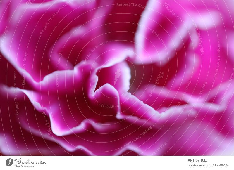 cut out carnation bleed petals Dianthus caryophyllus flowers macro Close-up pink White purple