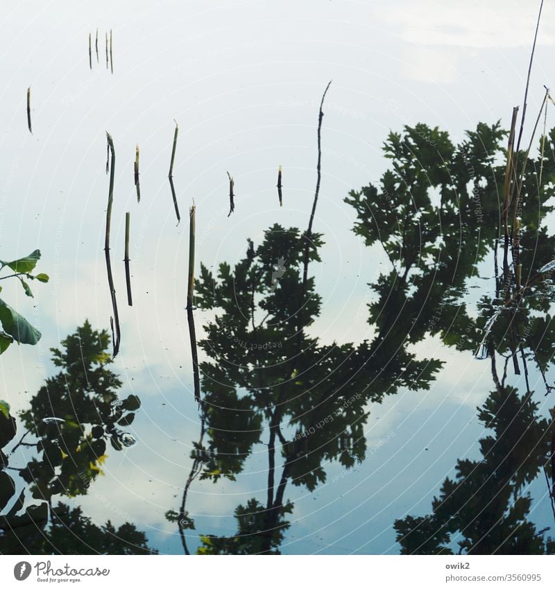 Small groynes Water Surface of water Reflection twigs Clouds Sky Mysterious Abstract stalks Deserted Exterior shot Lake Day Colour photo Nature tree Lakeside