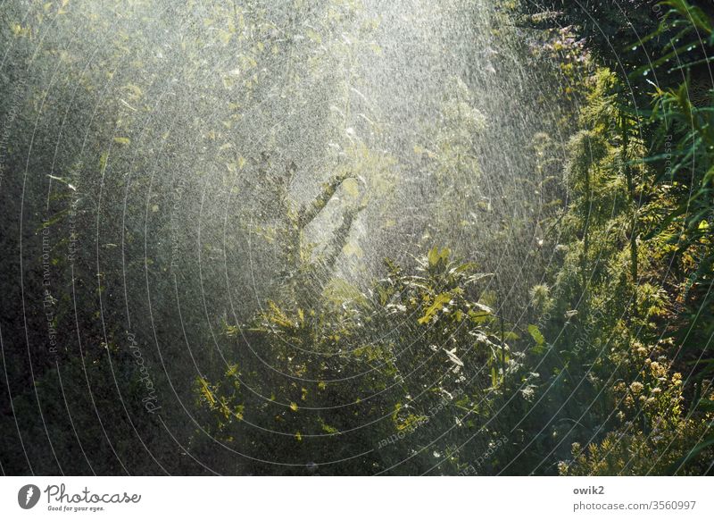 rainforest Garden Water Drops of water Shower Cast Rain Wet Damp Plant green spring Close-up flowers Exterior shot Mysterious