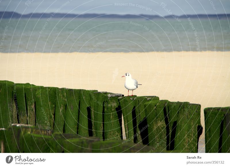 Seagull on the beach Beach Ocean Nature Landscape North Sea Bird 1 Animal Watchfulness Calm Loneliness Freedom Stagnating Colour photo Exterior shot Contrast