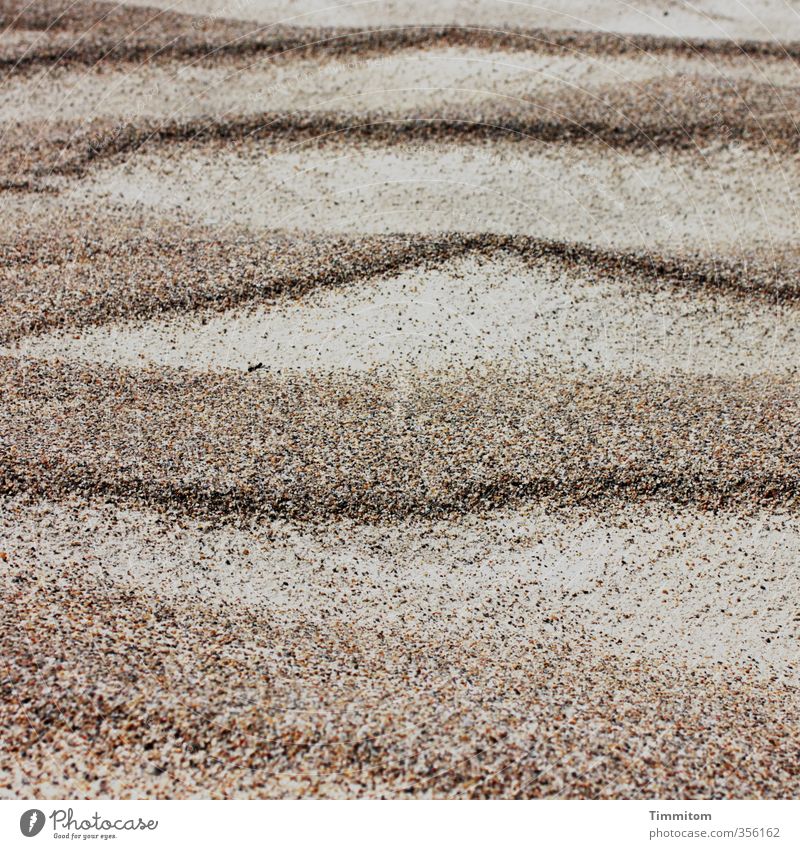 Design. Vacation & Travel Beach Environment Sand North Sea Denmark Simple Natural Brown Green Esthetic Undulation Line Colour photo Subdued colour Exterior shot