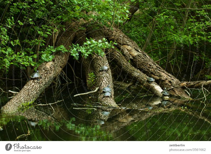 Turtles again Branch tree Berlin Habitat immigration holidays Foreign large zoo invasion invasive method Deserted Nature neozoic New Plant Summer trunk shrub