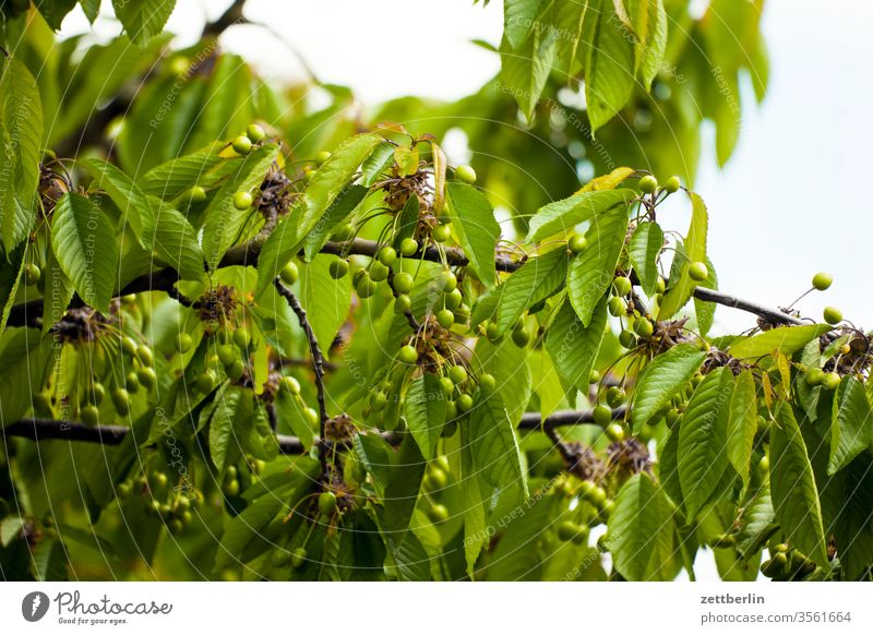 Green cherries on... of course at the cherry tree Branch Cherry sour cherries Cherry tree flowers sweet cherries holidays Garden Sky allotment Garden allotments